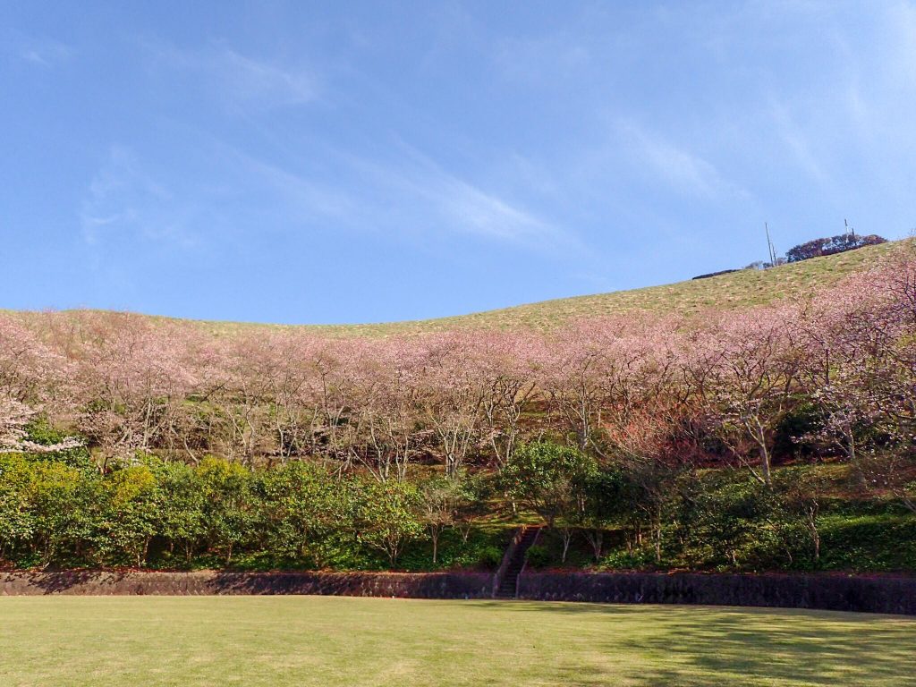 箕岳の桜